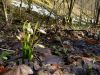 Beginn der Märzenbecherblüte im Wolfstal