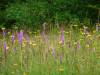 Blumenwiese beim Digelfeld