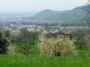 Blick vom Kirschenweg zum Metzinger Weinberg