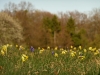 Pfullinger Berg - Schlüsselblümchen