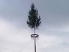 Maibaum aufstellen