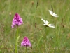 Pyramidenorchis und Margariten