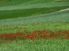 Mohn auf dem Feld bei Upflamör