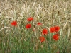 Mohn im Getreide