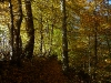 Herbstlicher Wald