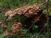Pilzinvasion