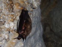 Fledermaus in der Sontheimer Höhle