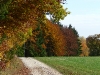 Herbstlicher Waldrand