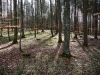 Der Wald wird langsam von unten her grün.