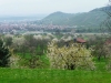 Blick über die Dettinger Kirschenblüte zum Metzinger Weinberg