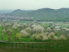 Blick zum Metzinger Weinberg und Hofbühl