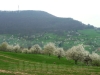 Kirschblüte oberhalb von Glems