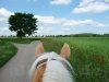 Roter Mohn