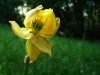 Angewelkte Trollblume (gefährdet und geschützt)