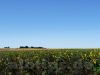 Sonnenblumen und Strohballen