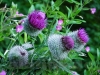 Distel