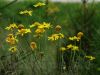 Arnica (Bergwohlverleih)
