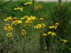 Arnica (Bergwohlverleih)