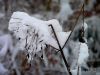 Verblüht im Schnee