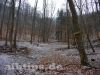 Mitten im Wald - unterhalb der Burgruine