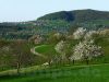 Blick vom Dettinger Kirschenweg zum Metzinger Weinberg (2011)