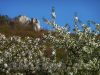 Schwäbisches Hanami unter dem Felsen-Albtrauf (2011)