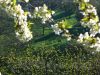 Rehe beim Schwäbischen Hanami (2008)