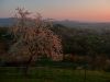 Kirschblüten im Sonnenuntergang (2013)