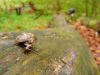 Schnecke mit flachem Schneckenhaus