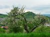 Schwäbisches Hanami vor Georgenberg