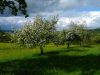 Wiesenblüten und Baumblüten