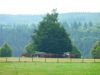 Schattenspender-Baum, Koppeln im Gestüt Marbach