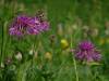 Wiesenflockenblume - 18. August 2013