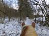 Leise Huftritte im verschneiten Wald