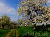 April / Schwäbisches Hanami (Beuren)