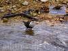 Wasseramsel im Brühlbach