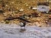 Wasseramsel über und unter Wasser