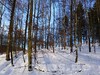 Im Winterwald