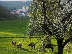 Blick aus dem Fenster der Radlerherberge über die Koppel hinweg zum Zwiefalter Münster