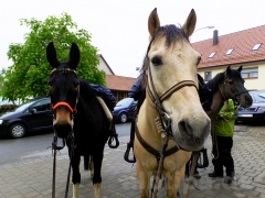 Die 3 MuskeTiere - nass, müde und hungrig