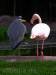 Graureiher und Flamingo