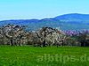 Schwäbisches Hanami am Albtrauf bei Metzingen (April 2017)