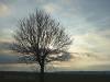 Baum im Winterlicht