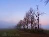 Hecke vor Abendrot und Nebel