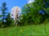 Blüten der Schwäbischen Alb