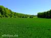 Grüner als grün