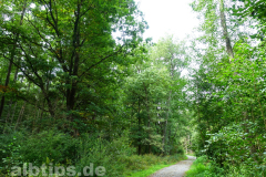 Durch den Wald beim Pfrunger-Burgweiler Ried