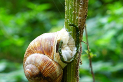 Weinbergschnecke nach Regen