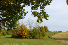 Bunte Büsche Bunte Büsche