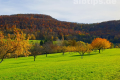 Goldener Oktober am Lettenberg bei Neuffen Goldener Oktober am Lettenberg bei Neuffen
